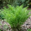 Dryopteris affinis 'Cristata' (Scaly male fern 'Cristata')