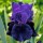Iris 'Black Taffeta'