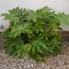             Fatsia japonica (Castor oil plant)        