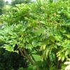 Fatsia japonica 'Variegata' (Japanese aralia 'Variegata')