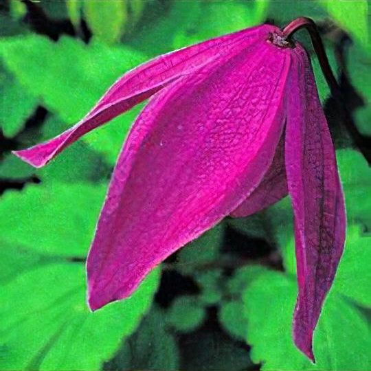 Clematis 'Tage Lundell'