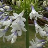 Agapanthus 'Enigma' (African lily 'Enigma')