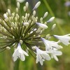 Agapanthus 'Enigma' (African lily 'Enigma')