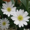 Anemone blanda 'White Splendour' (Winter windflower 'White Splendour')
