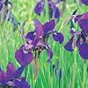 Iris sibirica 'Tropic Night' (Siberian iris 'Tropic Night')