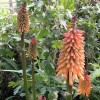 Kniphofia 'Bee's Sunset' (Red hot poker 'Bee's Sunset')