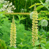 Lupinus 'Chandelier' (Band of Nobles Series) (Lupin 'Chandelier')