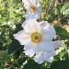 Anemone x hybrida 'Honorine Jobert' (Japanese anemone 'Honorine Jobert')