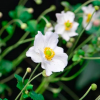 Anemone x hybrida 'Honorine Jobert' (Japanese anemone 'Honorine Jobert')