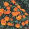 Calendula officinalis 'Orange Daisy'