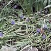 Muscari armeniacum (Grape hyacinth)