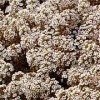 Alyssum maritima procumbens 'Snow Carpet'