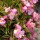 Begonia 'Ambassador Pink' (Ambassador Series)