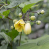 Kirengeshoma palmata (Yellow wax bells )