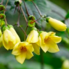 Kirengeshoma palmata (Yellow wax bells )