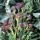 Brassica oleracea var. italica 'Purple Sprouting'