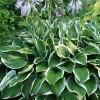 Hosta 'Francee' (fortunei) (Plantain lily 'Francee')