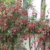 Crinodendron hookerianum (Chile lantern tree)