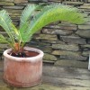 Cycas revoluta (Japanese sago palm)