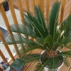 Cycas revoluta (Japanese sago palm)
