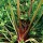 Apium graveolens var. dulce 'Giant Red'