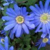 Anemone blanda blue flowered (Anemone blanda 'Blue Shades')