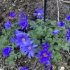 Anemone blanda blue-flowered (Winter windflower blue-flowered)