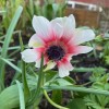 Anemone coronaria (De Caen Group) 'Die Braut'  (Garden anemone 'Die Braut' )