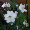 Anemone coronaria (De Caen Group) 'Die Braut' (Garden anemone 'The Bride')