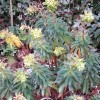 Euphorbia x martinii 'Baby Charm' (Wood spurge 'Baby Charm')