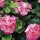 Pelargonium 'Vista Rose'