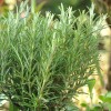 Salvia rosmarinus  (Rosemary)