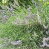 Lavandula angustifolia 'Lavender Lady' (Lavender 'Lavender Lady')