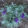 Lavandula angustifolia 'Hidcote' (English lavender 'Hidcote')