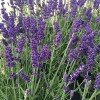 Lavandula angustifolia 'Hidcote' (English lavender 'Hidcote')