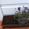 English lavender 'Hidcote' (Lavandula angustifolia 'Hidcote')