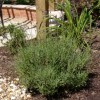             Lavandula angustifolia 'Hidcote' (English lavender 'Hidcote')        