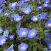 Lapageria rosea 'Blue' (Chilean bellflower 'Blue')