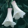 Lapageria rosea 'White' (Chilean bellflower 'White')