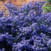 Ceanothus 'Puget Blue' (Californian lilac 'Puget Blue')
