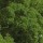 Petroselinum crispum 'Moss Curled 2'