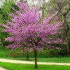 Cercis canadensis 'Forest Pansy' (Redbud 'Forest Pansy')
