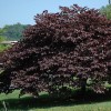 Cercis canadensis 'Forest Pansy' (Redbud 'Forest Pansy')