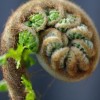 Dicksonia antarctica (Soft tree fern)