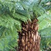 Dicksonia antarctica (Soft tree fern)