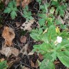 Primula x tommasinii 'Spring Fever' (Polyanthus 'Spring Fever')