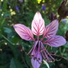 Dictamnus albus var. purpureus (Purple-flowered dittany)