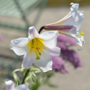 Lilium regale (Regal lily)