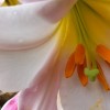 Lilium regale (Regal lily)