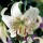 Lilium lancifolium 'Sweet Surrender'